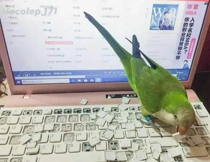 35 Chaotic Avian Memes Shared By "Birds With Threatening Auras"