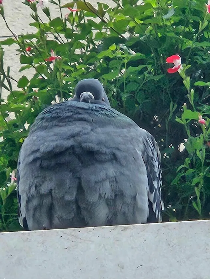 35 Chaotic Avian Memes Shared By "Birds With Threatening Auras"