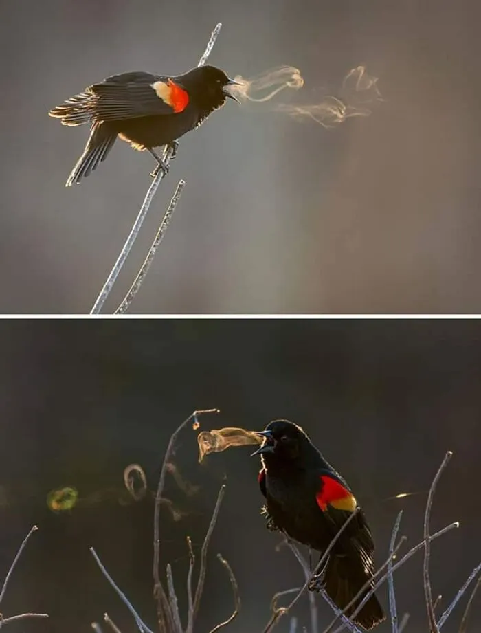 35 Chaotic Avian Memes Shared By "Birds With Threatening Auras"