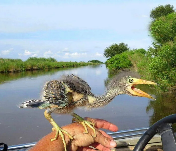35 Chaotic Avian Memes Shared By "Birds With Threatening Auras"