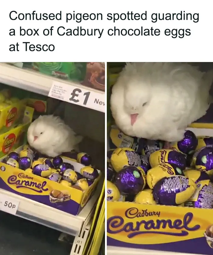 35 Chaotic Avian Memes Shared By "Birds With Threatening Auras"