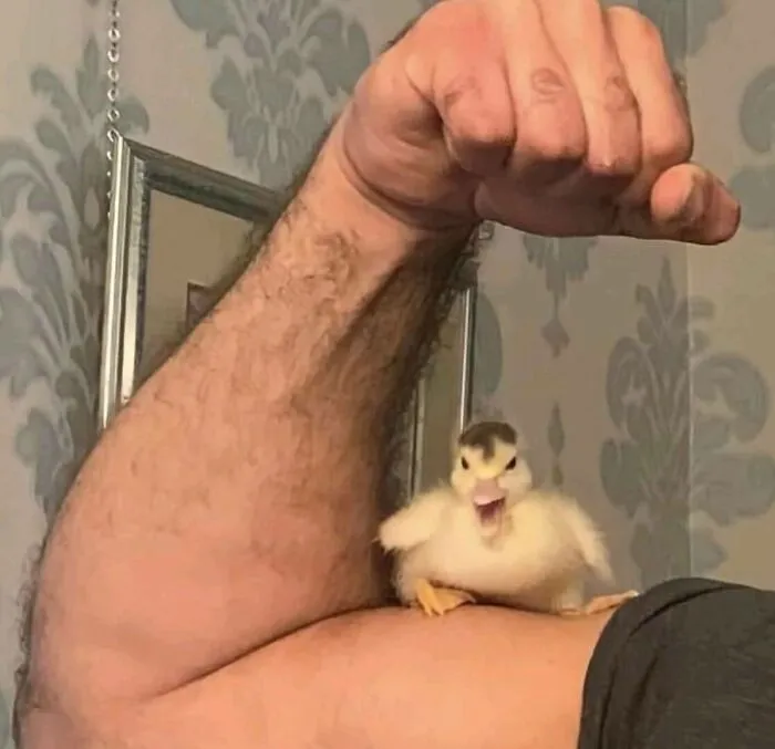 35 Chaotic Avian Memes Shared By "Birds With Threatening Auras"