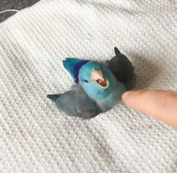 35 Chaotic Avian Memes Shared By "Birds With Threatening Auras"
