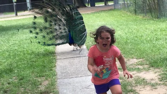 35 Chaotic Avian Memes Shared By "Birds With Threatening Auras"