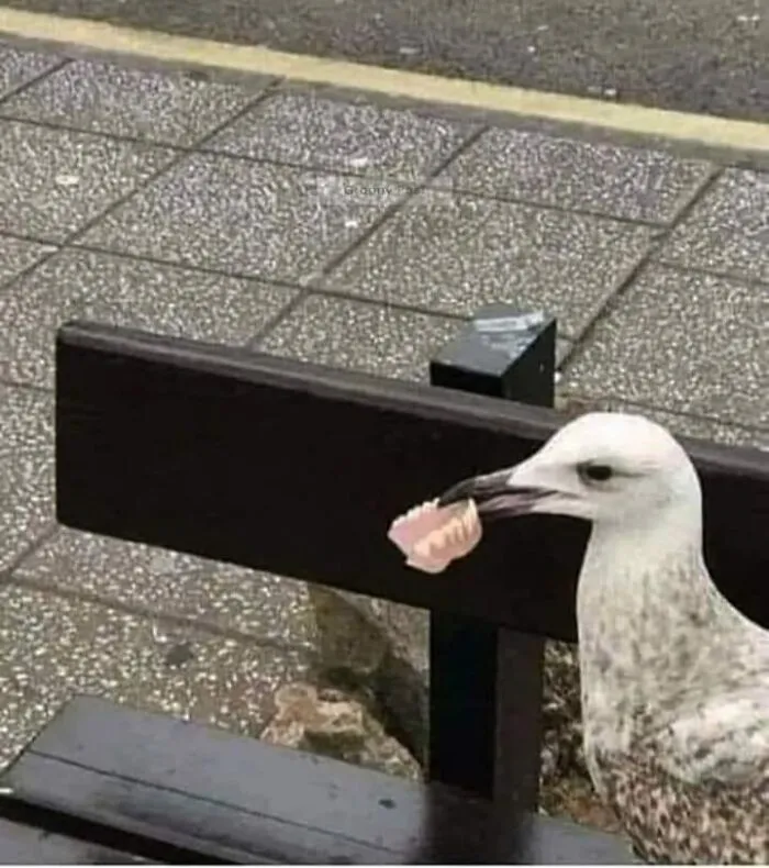 35 Chaotic Avian Memes Shared By "Birds With Threatening Auras"