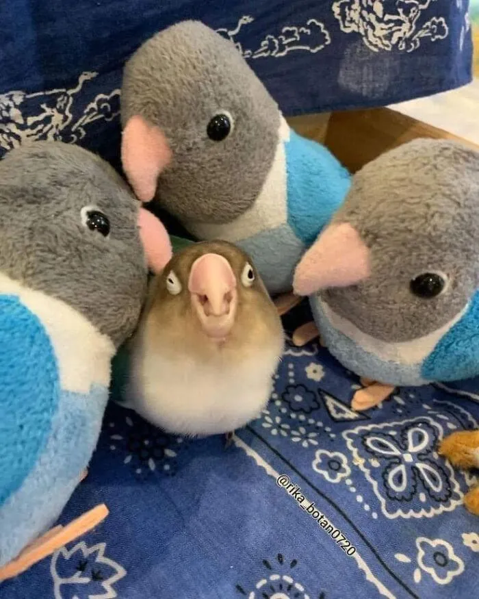35 Chaotic Avian Memes Shared By "Birds With Threatening Auras"