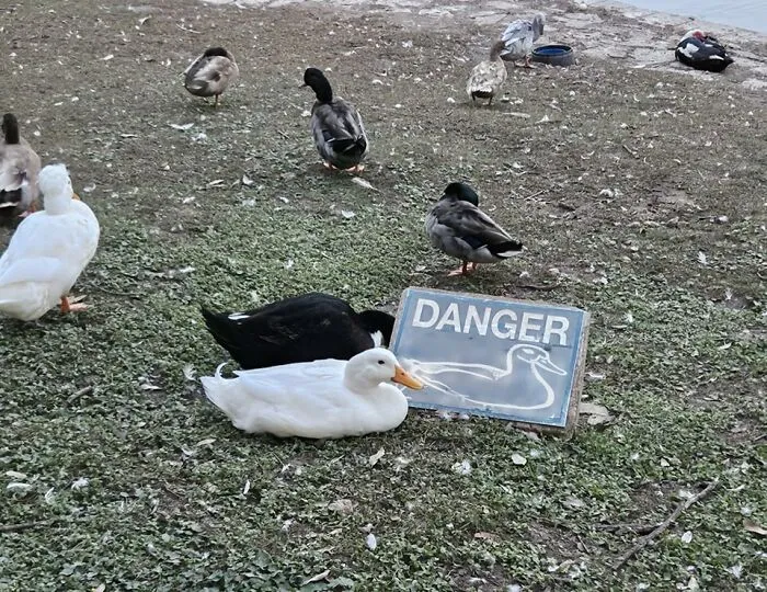 35 Chaotic Avian Memes Shared By "Birds With Threatening Auras"