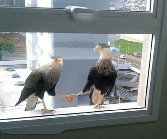 35 Chaotic Avian Memes Shared By "Birds With Threatening Auras"