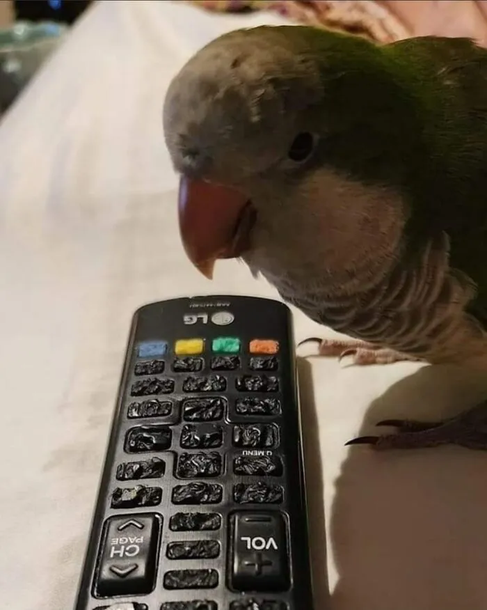 35 Chaotic Avian Memes Shared By "Birds With Threatening Auras"