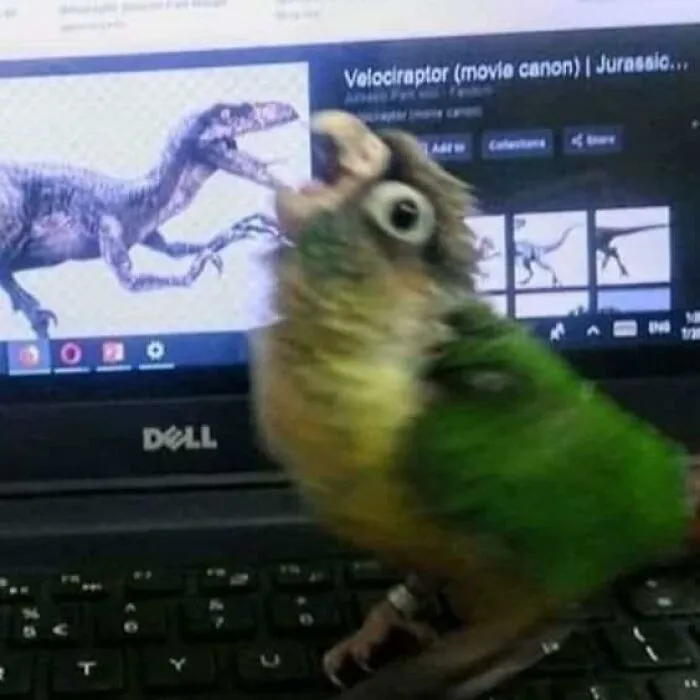 35 Chaotic Avian Memes Shared By "Birds With Threatening Auras"