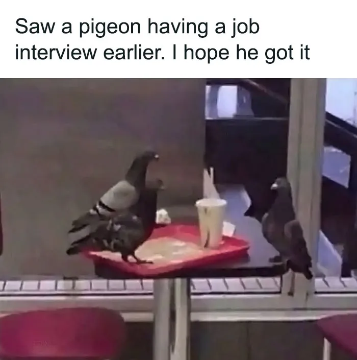 35 Chaotic Avian Memes Shared By "Birds With Threatening Auras"