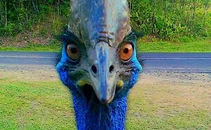 35 Chaotic Avian Memes Shared By "Birds With Threatening Auras"