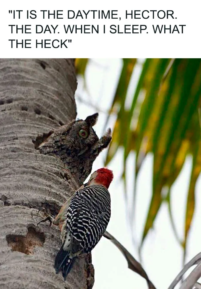 35 Chaotic Avian Memes Shared By "Birds With Threatening Auras"