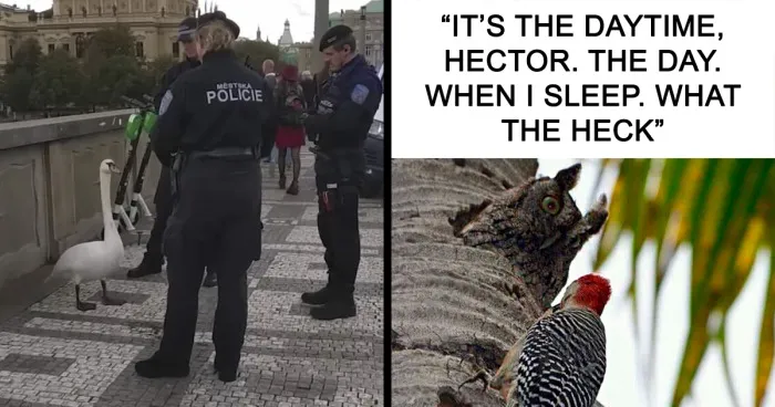 35 Chaotic Avian Memes Shared By "Birds With Threatening Auras"