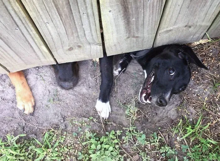 I Haven't Met My New Neighbor Yet, But Her Dogs Love Me