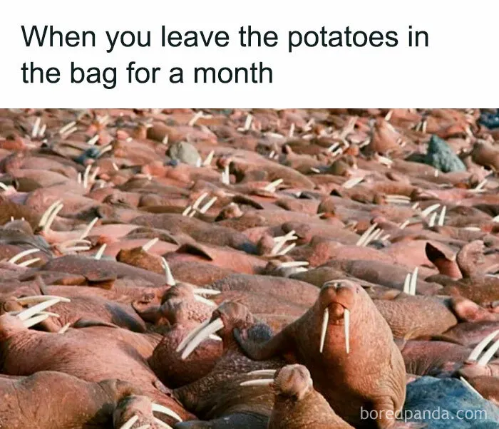 50 Hilarious Spot-On Memes To Make You Giggle, As Shared On This Facebook Group