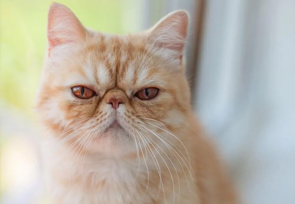 Top 10 Most Exotic Cat Breeds