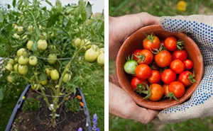 Growing Tomatoes 101: A Beginner’s Guide