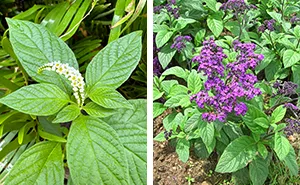 Mastering the Art of Growing Heliotropes