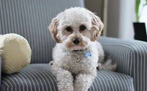 Woman Called A “Monster” For Letting Her Friend Be Homeless As She Mistreats Her Dog 