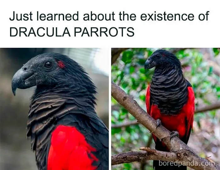 “Creepyholics”: 50 Morbid And Haunted Memes From This Instagram Page