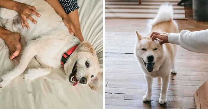 How Much Attention Do Dogs Need: Signs You Need To Spend More Time