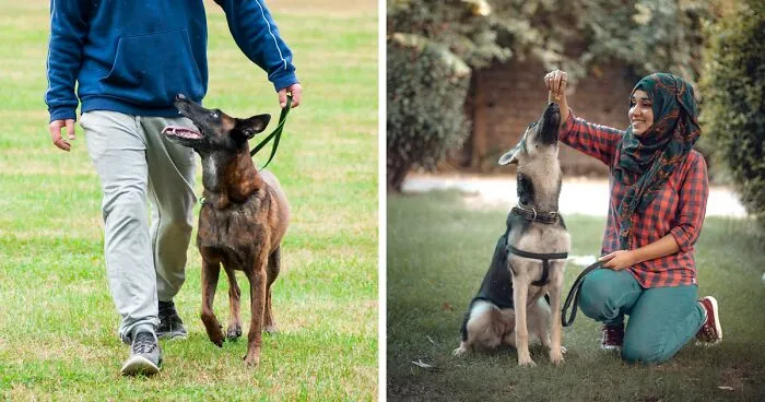 How Much Does Dog Training Cost - What to Expect for Classes?