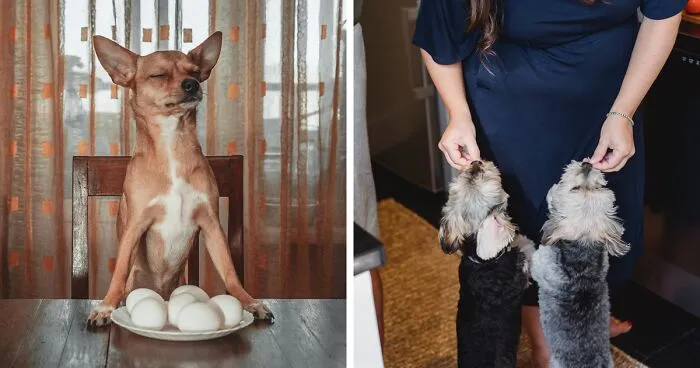 How Much Protein Do Dogs Need? Vet Explains