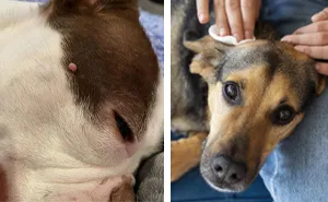 How to Remove Skin Tags on Dogs: All You Need to Know