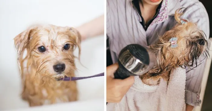 How to Bathe and Wash A Dog Face - Groomer Tips to Wipe Tear Stains