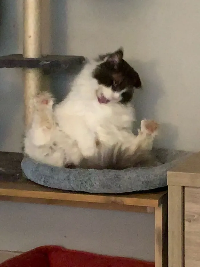 “Awkward Big-A$$ Kittycat”