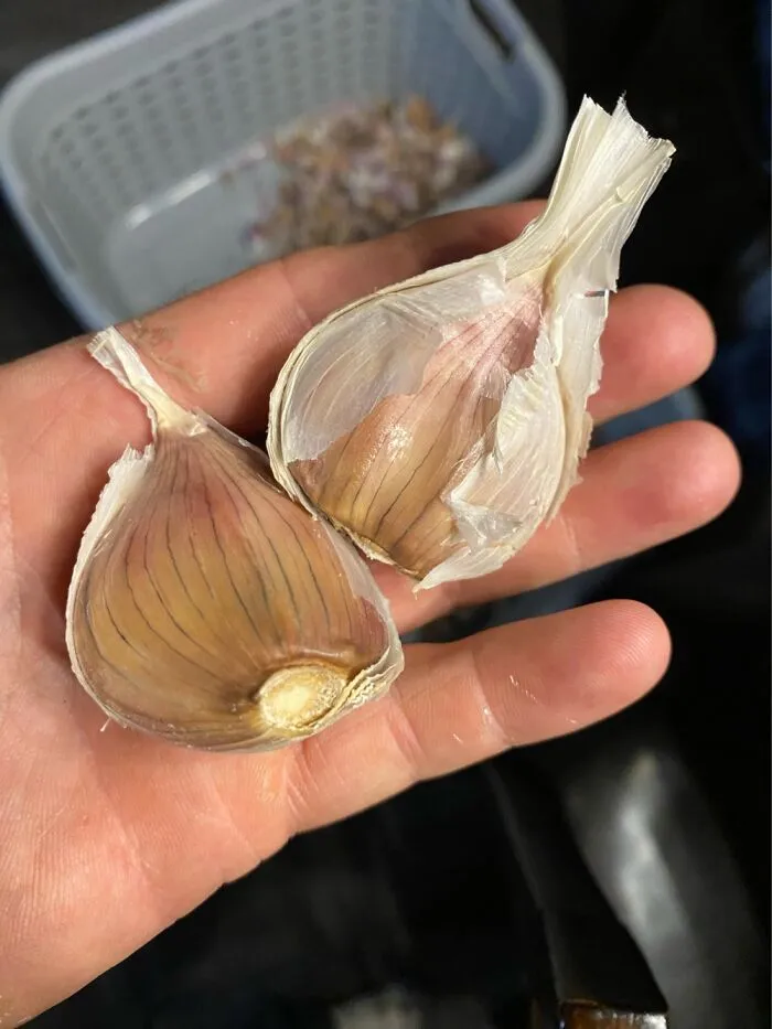 Check Out My German Porcelain Garlic Cloves!!! So Beautiful .. And Delicious!!!