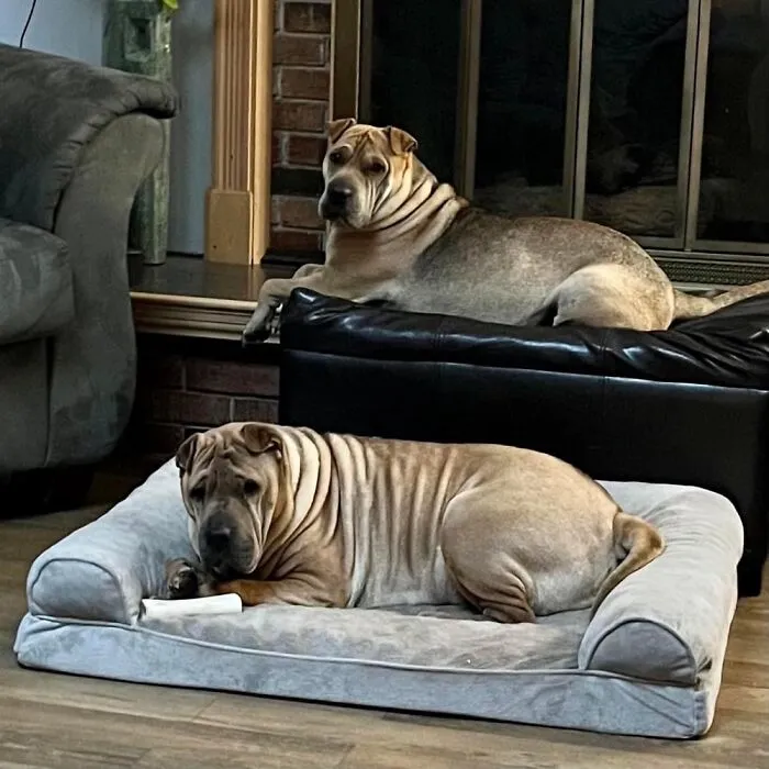 Meet Annie & Rico