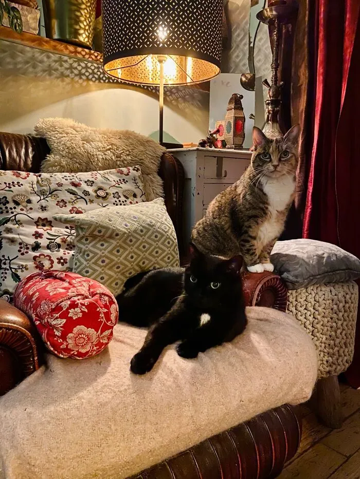 Louis & Tallulah, Though They Always Robbing My Reading Nook