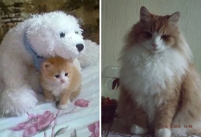 This Online Community Shares Adorable Side-By-Side Comparisons Of Cats Now And When They Were Little (50 New Pics)