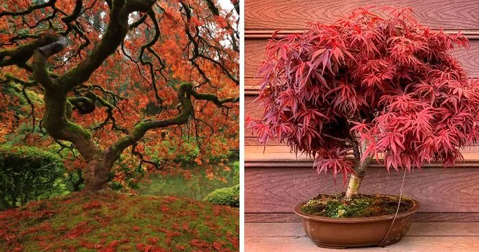 Japanese Maple Tree: Stunning Varieties and Care Tips