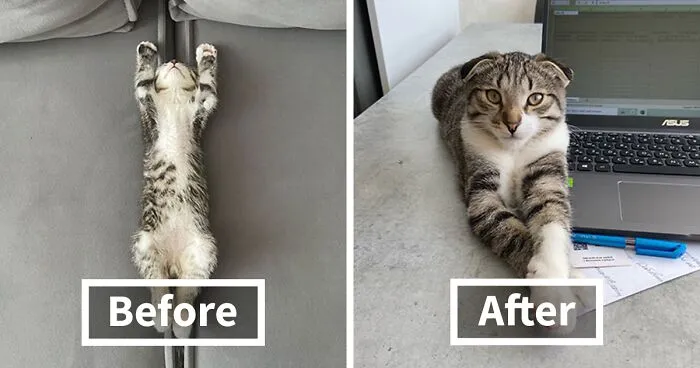 This Online Community Shares Adorable Side-By-Side Comparisons Of Cats Now And When They Were Little (50 New Pics)