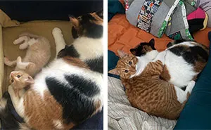 This Online Community Shares Adorable Side-By-Side Comparisons Of Cats Now And When They Were Little (50 New Pics)