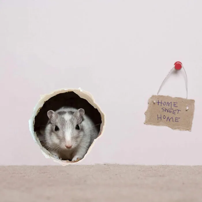 Mouse hole on the purple wall with home sweet home sign