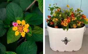 Lantana Flowers: A Complete Guide to Growth and Care