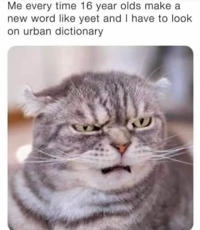 50 Funny Memes That You Might Find Painfully Relatable