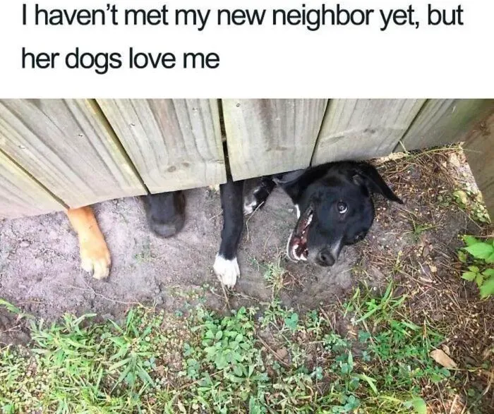 Laughing-At-My-Own-Memes