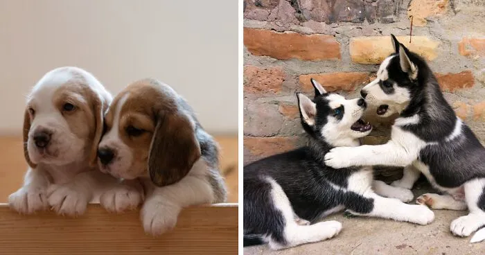 Littermate Syndrome in Dogs - Vet Overview