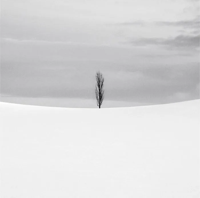 Lonely Tree