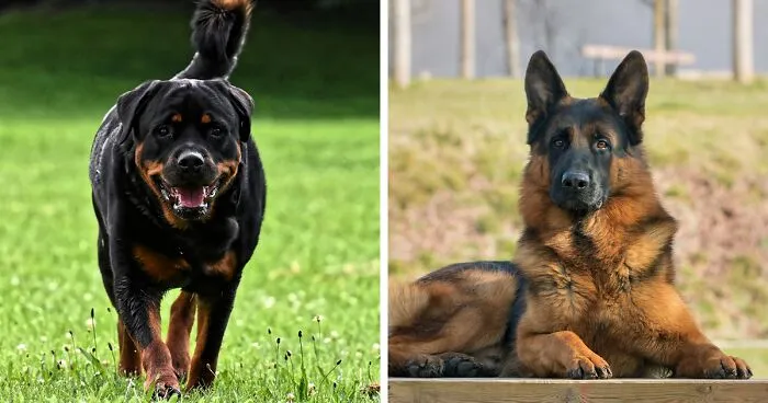 Top 10 Most Aggressive Dog Breeds: Vet Training Tips
