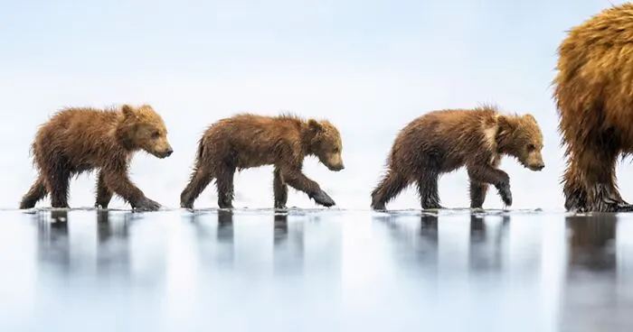 Meet The Winners: 30 Impressive Photos From The Nature Photographer Of The Year 2023 Awards