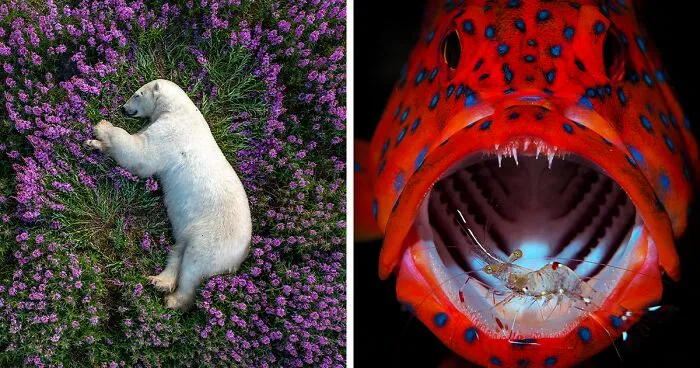 The 2023 International Photography Awards Has Revealed The Winning Nature Images (20 Pics)