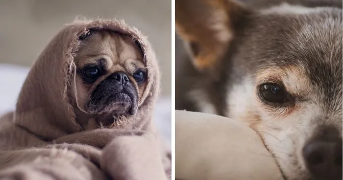 Caring for a Paralyzed Dog: Essential Tips for Managing Paralysis