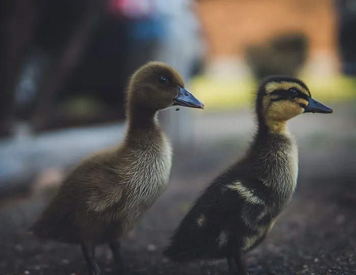 Opposites Attract Quacktically