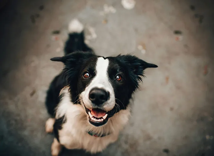 Pawsitive Vibes Only